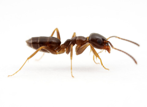 ant control Nassau County, Long Island, NY